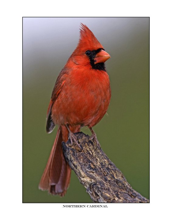 788 northern cardinal.jpg
